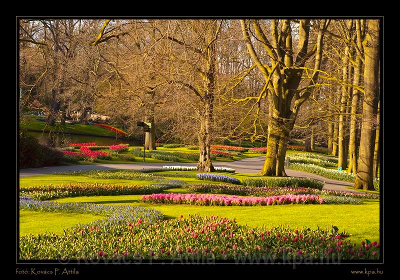 Keukenhof Hollandia 099.jpg